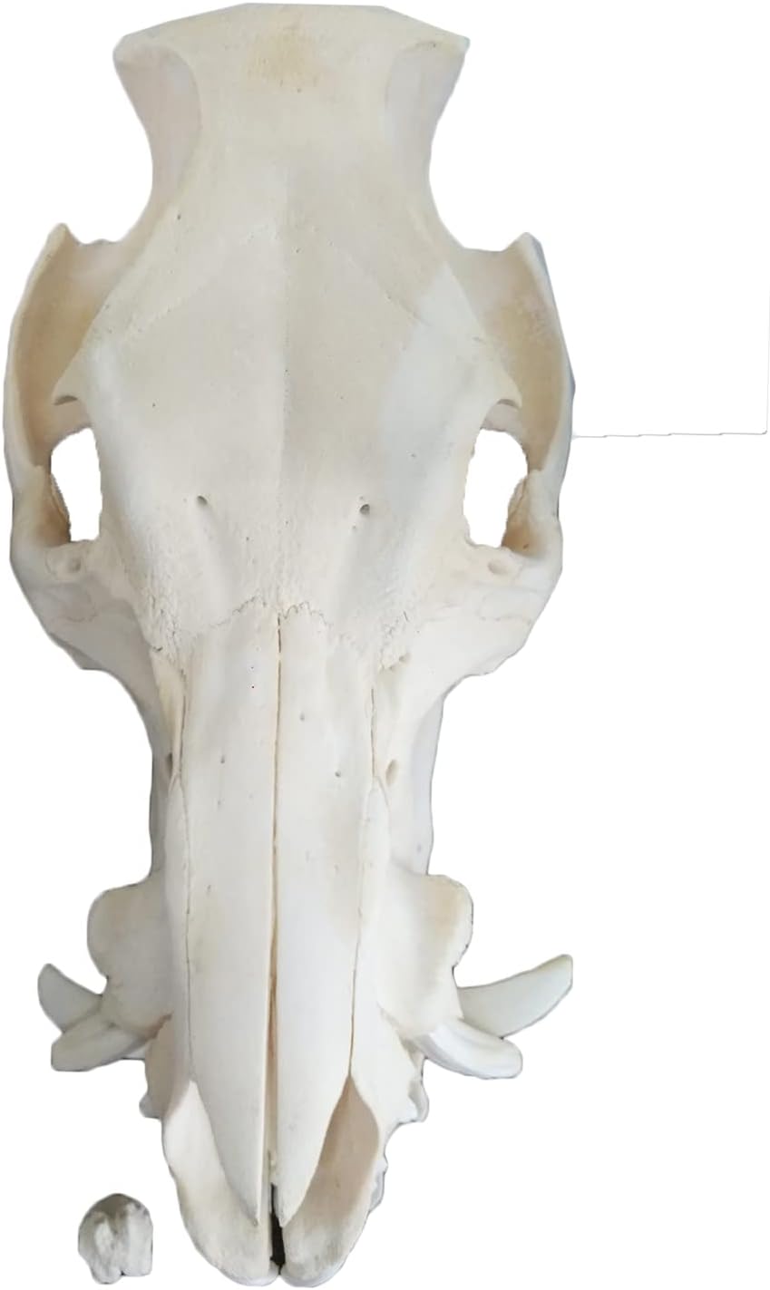 原色人体解剖図鑑 14個セット（説明書付） 2025年最新】原色人体解剖